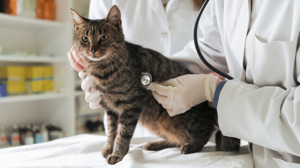 Un chat en consultation avec un vétérinaire qui l'ausculte avec un stéthoscope.