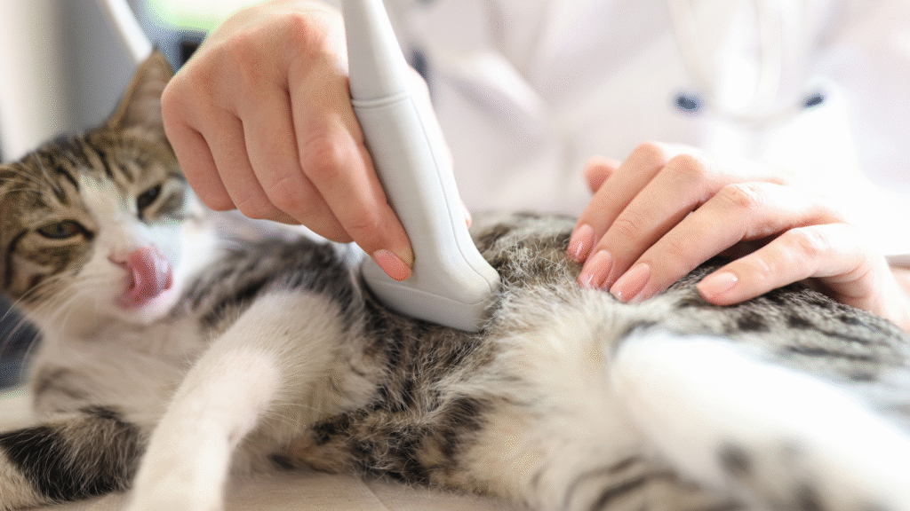 Un chat bénéficie d'une échographie abdominale dans une clinique vétérinaire.