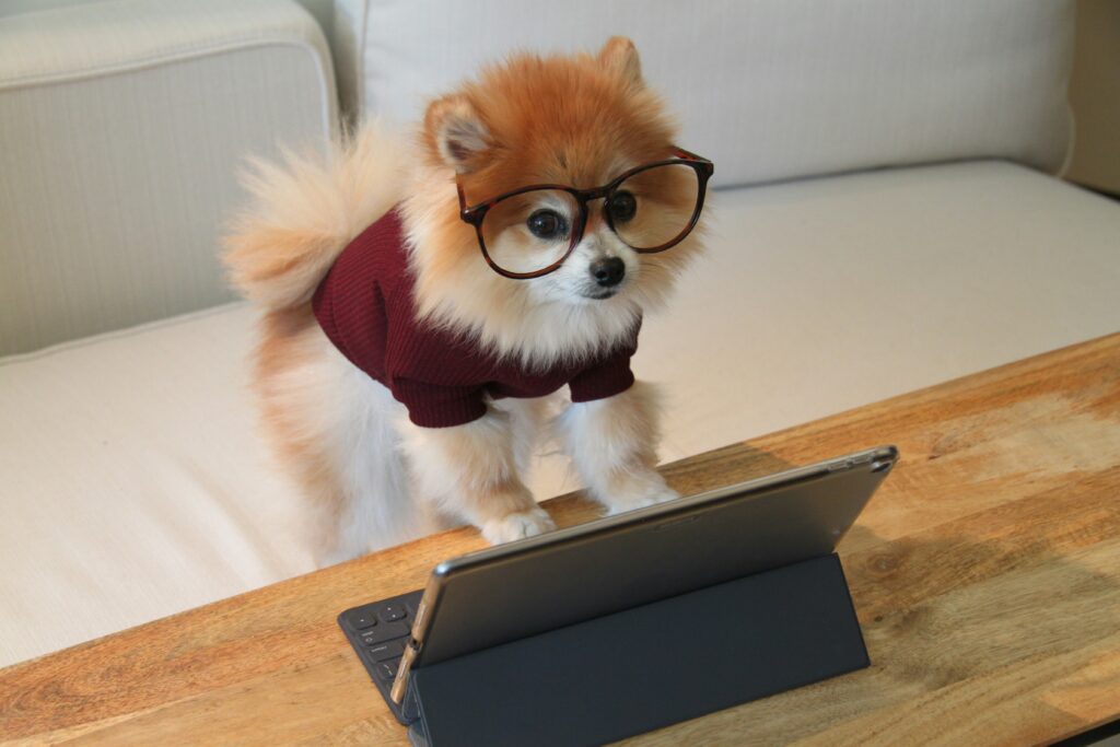 Un petit chien spitz consulte la boutique du vétérinaire.