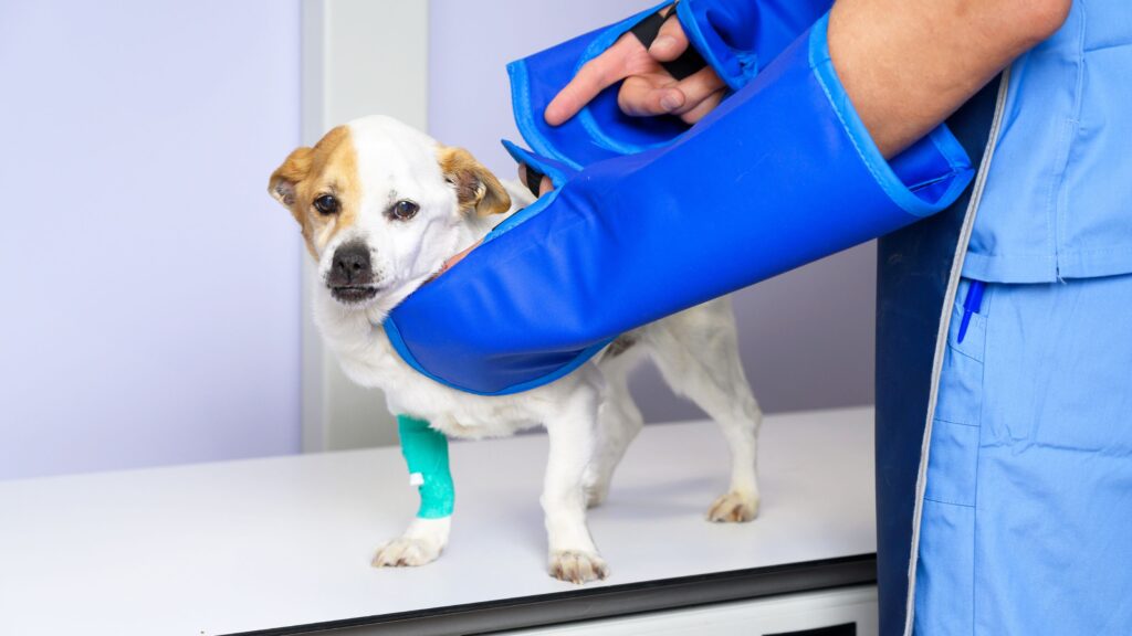 Un petit chien est en radiologie pour vérifier sa patte cassée.